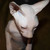:iconfrankterab: