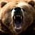 :iconfrankthebear: