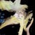 :iconfrasp91: