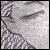 :iconfrau-phoenix: