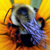 :iconfraublau:
