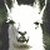 :iconfrawgster: