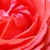 :iconfrazzalicious: