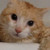 :iconfreak-sheep: