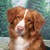 :iconfreaking-dogs: