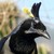 :iconfrecklednerdybirdy: