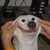 :iconfreddie-br: