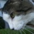 :iconfredzilla-wack: