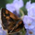 :iconfree-night-fall:
