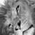 :iconfree-rastaman: