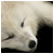 :iconFree4Adoption: