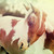 :iconfree4spirit: