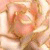 :iconfreecandylion: