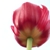 :iconFreeNarnian: