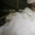 :iconfreesia: