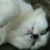 :iconfreeske: