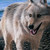 :iconfreesoul223: