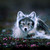 :iconfreestyler677: