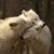 :iconfreewolf2308:
