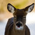 :iconfreindlygoat: