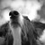:iconfremalo0680: