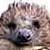 :iconfrexdax:
