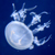 :iconfrgmnt: