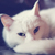 :iconfridagb: