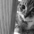 :iconfridgekitten:
