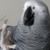 :iconfriedfairy: