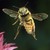 :iconfriend-of-maglor: