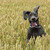 :iconfriend2canines: