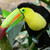 :iconfriendlytoucan:
