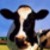 :iconfriendofcow: