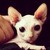 :iconfriendsamongfish: