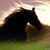 :iconfriesianqueen: