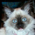 :iconfriizen: