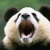 :iconfrillypanda: