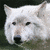 :iconfrippinn: