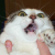 :iconfriskierkitty: