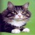 :iconfritti: