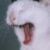 :iconFrodolives04: