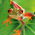 :iconfrog208:
