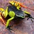 :iconfrogdailey:
