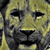 :iconfrogfinder: