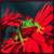 :iconfroggy19961: