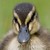 :iconfroghobbit: