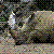 :iconfrogpianist90: