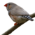 :iconfrogpix: