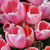 :iconfrom-mossie: